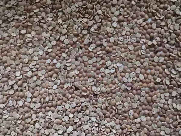 Worm Eaten Dals Sorting Technology Available Now