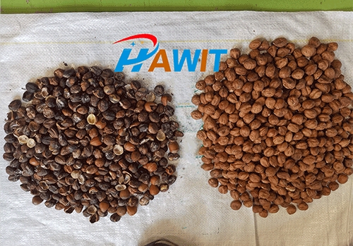 Hawit sorter installed in Europe for Hazelnut sorting