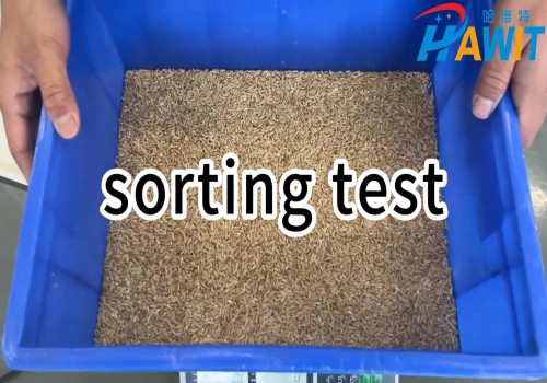Sorting Test: AI High-Definition Lens---500g groats+50 oats