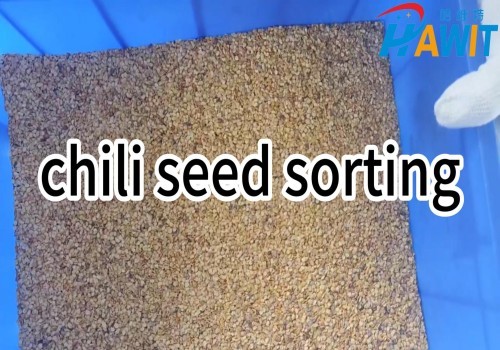 AI Deep Learning Color Sorter: Intelligent Chili Seed Sorting!