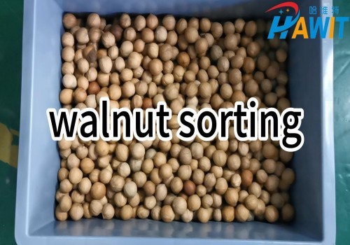 The Belt Color Sorter: equipping walnut sorting with ‘X-ray vision’