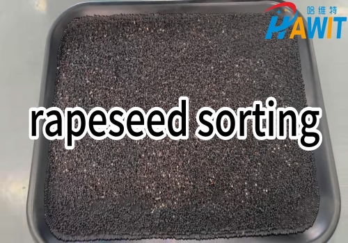 90 Channel Grain Color Sorter: rapeseed sorting