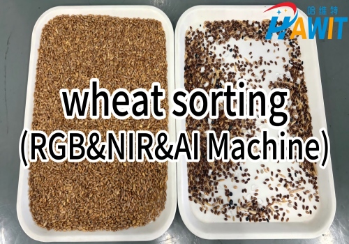 RGB&NIR&AI three color sorters sorting test: wheat sorting