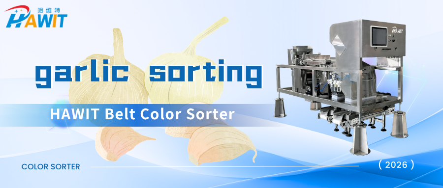 Belt Color Sorter | Real Garlic Sorting Footage – Efficiently Separating Peeled Cloves from Skin-On and Defective Ones