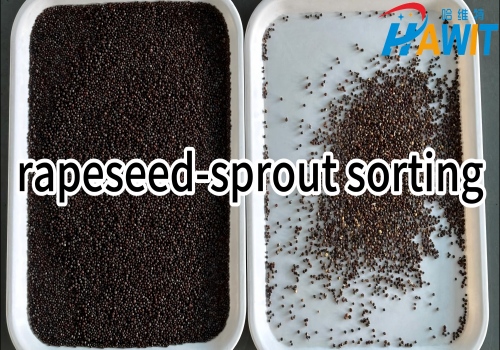 AI HD Deep Learning Color Sorter: rapeseed sprout sorting